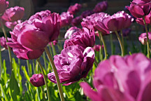 Plagát s rozkvitnutými tulipánmi zs1299